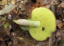 Ziegenlippe, Foto 20
