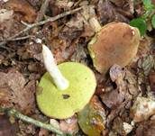 Ziegenlippe, Foto 21