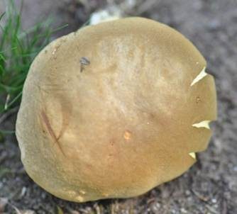 Ziegenlippe, Foto 4
