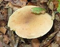 Ziegenlippe, Foto 10