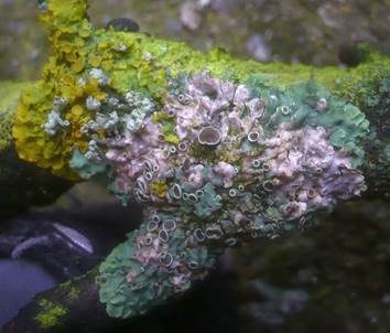 Ziegen-Schwielenflechte, Foto 2
