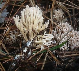Zierliche Koralle, Foto 3