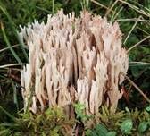 Zierliche Koralle, Foto 7