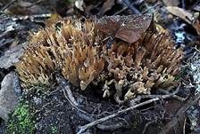Zierliche Koralle, Foto 8