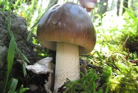Brauner Riesenscheidenstreifling, Foto 2