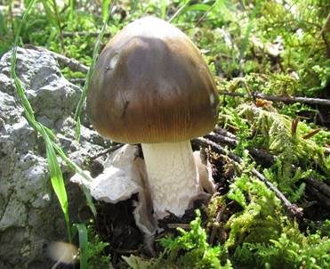 Brauner Riesenscheidenstreifling, Foto 3