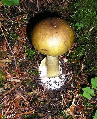 Brauner Riesenscheidenstreifling, Foto 9