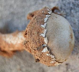 Zierlicher Stielbovist, Foto 3