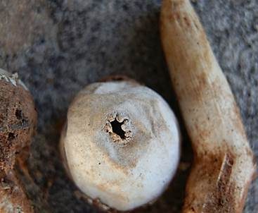 Zierlicher Stielbovist, Foto 4
