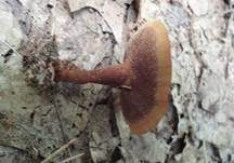 Zimtfarbener Dauerporling, Foto 8