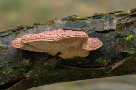 Zimtfarbener Weichporling, Foto 2