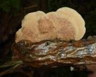 Zimtfarbener Weichporling, Foto 9