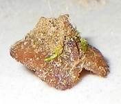 Brauner Sandbecherling, Foto 8