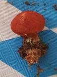 Zinnoberbrauner Körnchenschirmling, Foto 11