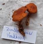 Zinnoberroter Hautkopf, Foto 13