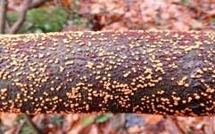 Zinnoberroter Pustelpilz, Foto 21