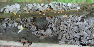 Zinnoberroter Pustelpilz, Foto 33