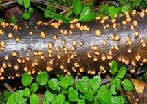 Zinnoberroter Pustelpilz, Foto 36