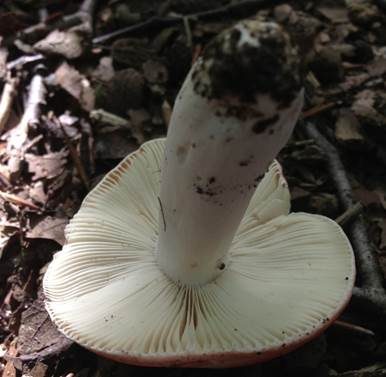 Zinnoberroter Reiftäubling, Foto 3
