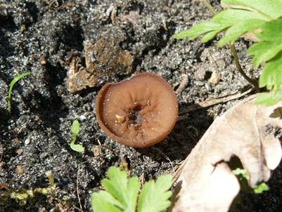Anemonenbecherling, Foto 3