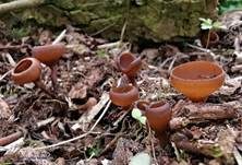 Anemonenbecherling, Foto 17