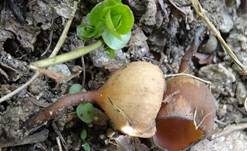 Anemonenbecherling, Foto 21