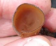 Anemonenbecherling, Foto 24