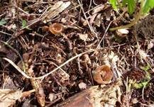 Anemonenbecherling, Foto 31