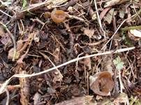 Anemonenbecherling, Foto 33