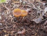 Anemonenbecherling, Foto 35
