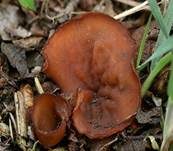 Anemonenbecherling, Foto 11