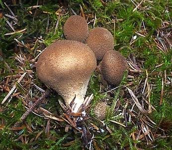 Brauner Stäubling, Foto 2