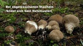 Brauner Stäubling, Foto 13