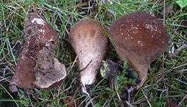 Brauner Stäubling, Foto 8