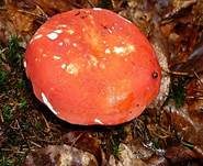 Zinnoberroter Täubling, Foto 13