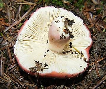 Zinnoberroter Täubling, Foto 5
