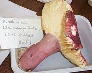 Zitronenblättriger Täubling, Foto 13
