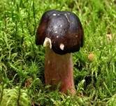 Zitronenblättriger Täubling, Foto 15