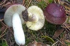 Zitronenblättriger Täubling, Foto 20