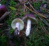 Zitronenblättriger Täubling, Foto 21