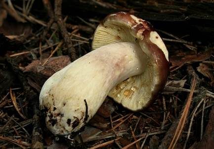 Zitronenblättriger Täubling, Foto 4
