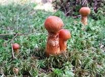 Zitronengelber Raukopf, Foto 7