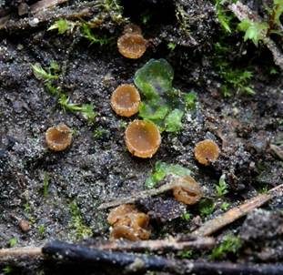 Zitterpappel-Rindenbecherchen, Foto 3