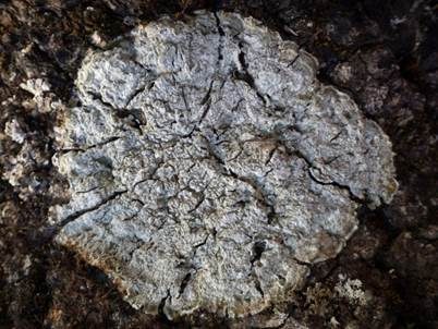 Zonierte Krustenflechte, Foto 3