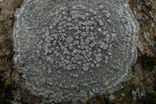 Zonierte Krustenflechte, Foto 13