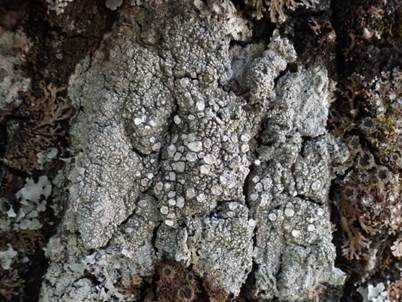 Zonierte Krustenflechte, Foto 4