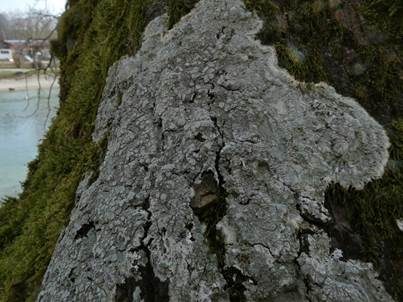 Zonierte Krustenflechte, Foto 5
