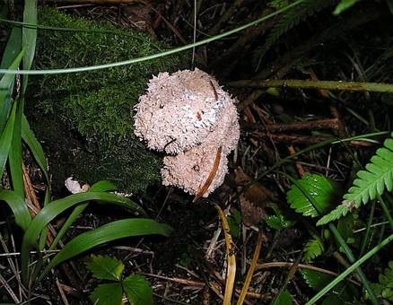 Zottenschleimpilz, Foto 3