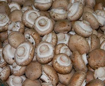 Zuchtchampignon, Foto 3