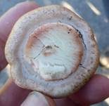 Zuchtchampignon, Foto 15
